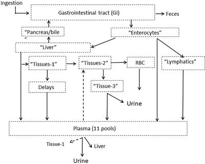 Selenium Kinetics in Humans Change Following 2 Years of Supplementation With Selenomethionine